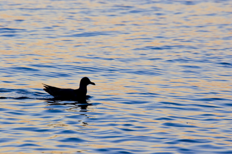 Bird Silhouette At Sunset